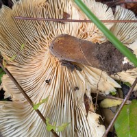 Pleurotus giganteus (Berk.) Karun. & K.D.Hyde